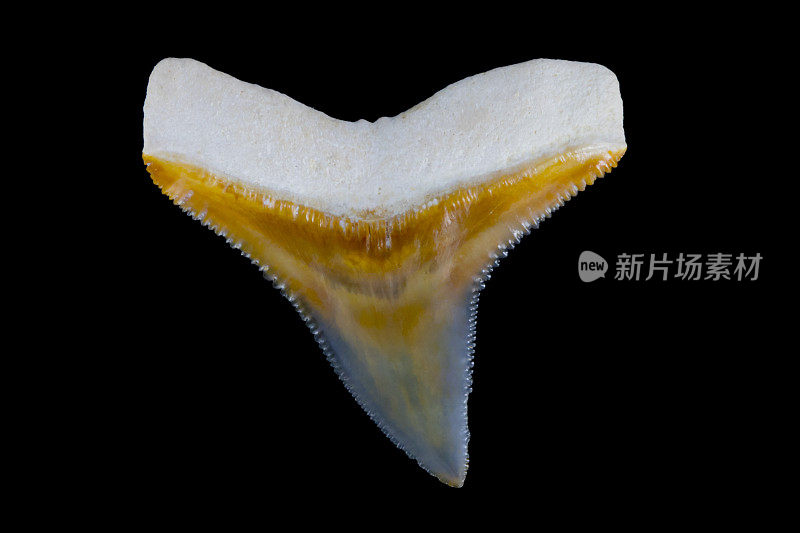 牛鲨牙齿化石(Carcharhinus leucas)来自骨谷佛罗里达